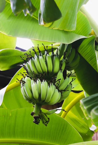 Крупный План Зеленого Банана Банановом Дереве — стоковое фото