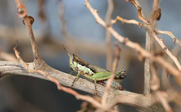 Fechar-se de Green Grasshopper na grama verde — Fotografia de Stock