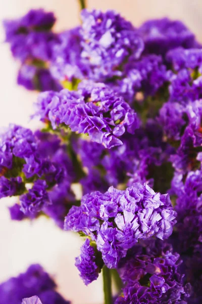 Крупный план группы фиолетовый цветок фон — стоковое фото