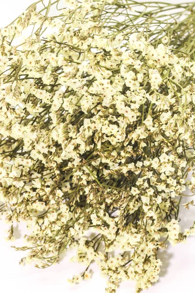 Primer Plano Grupo Flor Seca Blanca Sobre Fondo Blanco — Foto de Stock