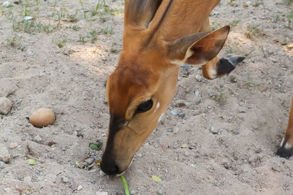 タイの頭の黒い鹿のクローズ アップ — ストック写真