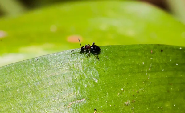 Detailní Záběr Černého Hmyzu Mini Zeleném Listu — Stock fotografie