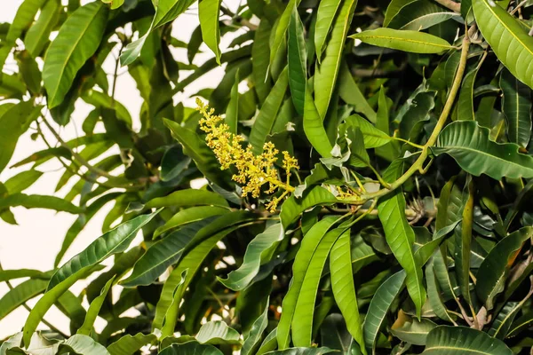 Mango çiçeklerinin kapanışı Yazın çiçek açıyor