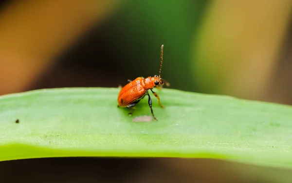 Vértes narancssárga kúszó Beetle zöld levél — Stock Fotó