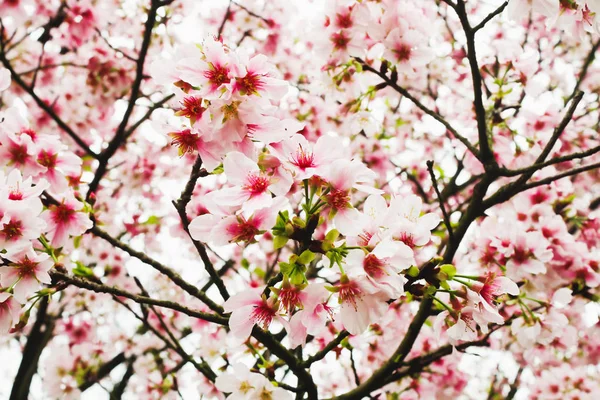 Pembe ve Beyaz Sakura Ağacı 'nın Beyaz Dalına Yaklaş