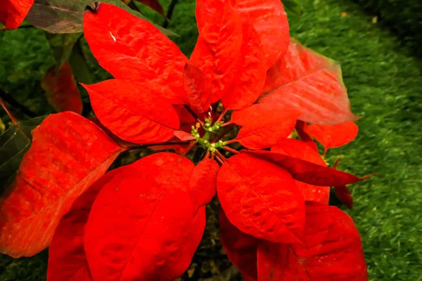 Primeros planos de la hoja roja Navidad Poinsettia Flores que florecen en gr — Foto de Stock