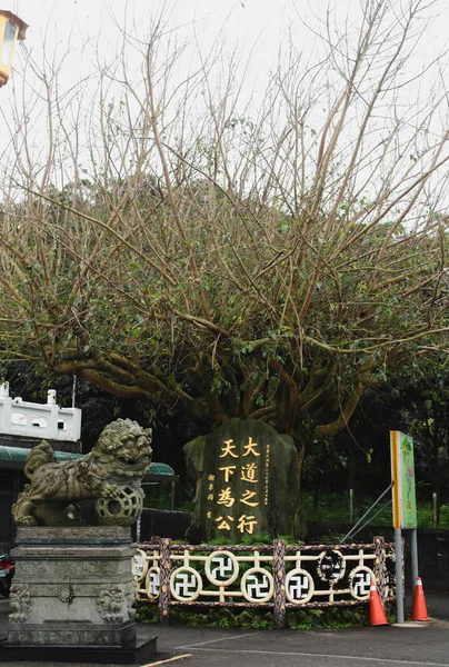 台湾天元寺樱花树特写 — 图库照片