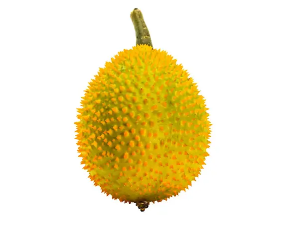 Primer Plano Single Green Naranja Baby Jackfruit Sobre Fondo Blanco — Foto de Stock