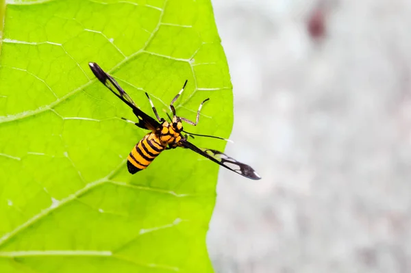 Nahaufnahme eines kleinen orangefarbenen Insekts unter dem grünen Blatt — Stockfoto