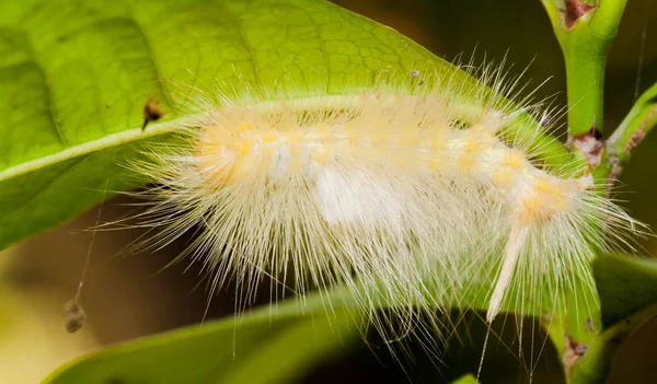 Primo piano di verme bianco e giallo sulla foglia verde — Foto Stock