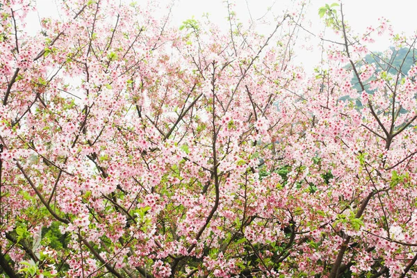 Gros plan de sakura blanc Arbre dans le jardin — Photo