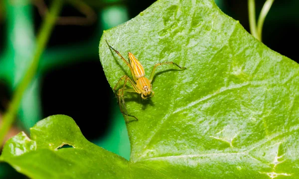 Närbild av gul bygel spindel på gröna blad — Stockfoto