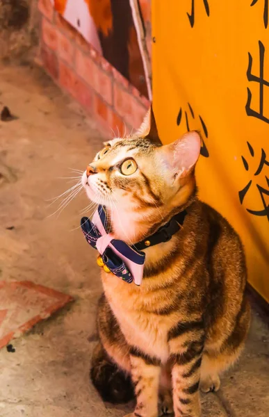 Closeup Um gato bonito na frente da loja em Jiufen Village, Taiwan — Fotografia de Stock