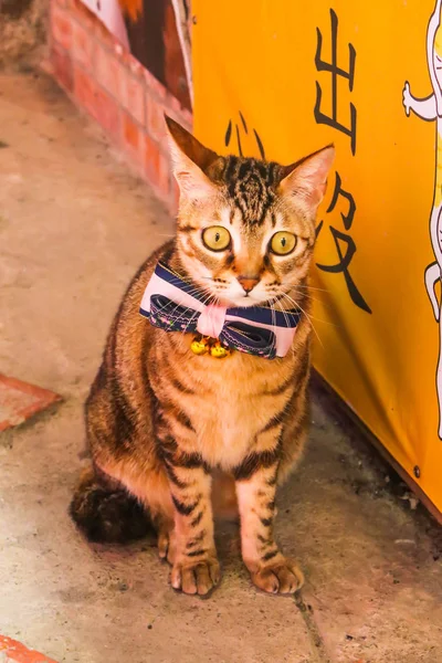 Jiufen Köyü, Taiwa dükkanında önünde closeup tek şirin kedi