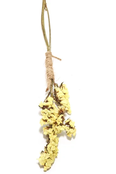 Крупним планом Одномісний жовтий статичний квітковий фон використання для декору — стокове фото