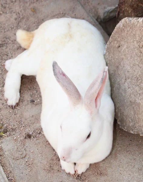 Lindo conejo blanco en el hormigón — Foto de Stock