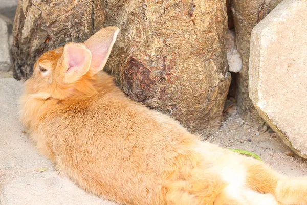 Nettes braunes Kaninchen auf dem Beton — Stockfoto