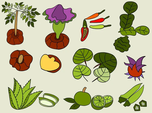Dibujo del conjunto de hierbas orgánicas sobre fondo verde ilustración — Foto de Stock