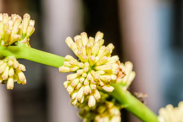 Alan, Cape of Good Hope, Dracaena, Dracaena fragrans odaklanmak