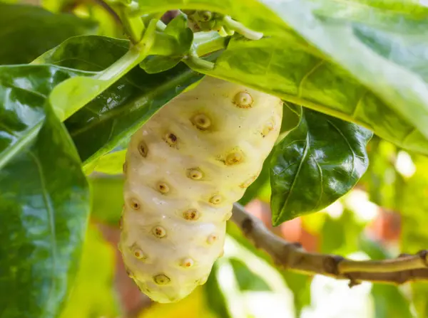 Taze noni meyve ağacı üzerinde