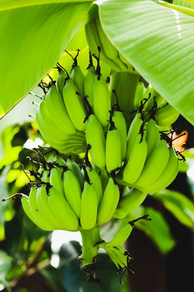 Зеленый банан на банане — стоковое фото