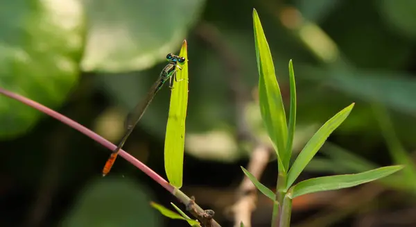 Grüne Libelle Makro auf einem Gras auf einer Wiese — Stockfoto