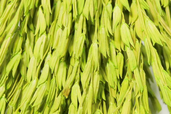 Skupina zelených uši pšenice pozadí — Stock fotografie