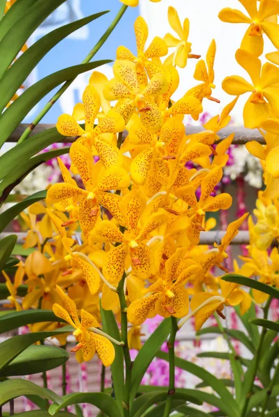 Grupo Flores de orquídea amarilla y naranja con hoja verde —  Fotos de Stock