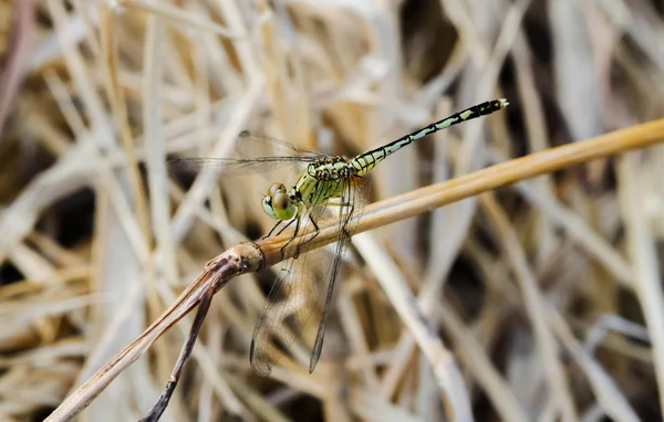 Macro libellule vert clair sur une herbe sur une prairie — Photo