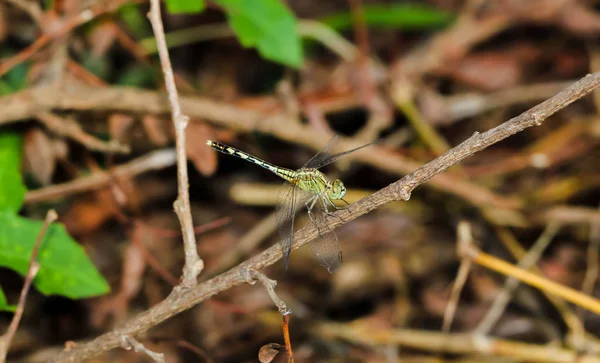 Libélula verde claro em uma grama na planta marrom — Fotografia de Stock