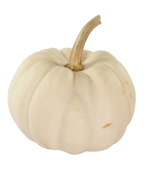 Little white pumpkin for chinese new year — Stock Photo, Image