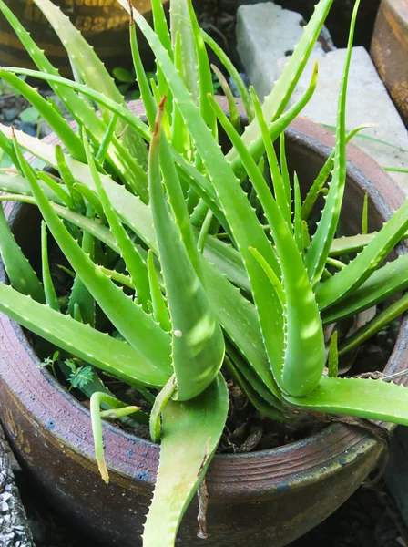 Aloe vera bitki tencerede - Stok İmaj