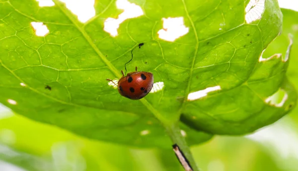 緑の葉の下でオレンジ色のてんとう虫を閉じる ストック写真