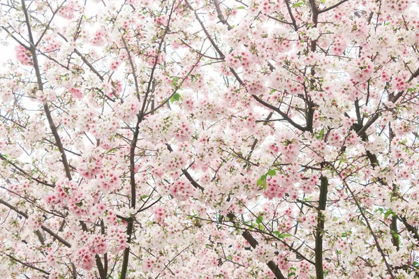 Closeup Blossom Růžová Sakura Tianyuan Temple Taiwan Royalty Free Stock Obrázky