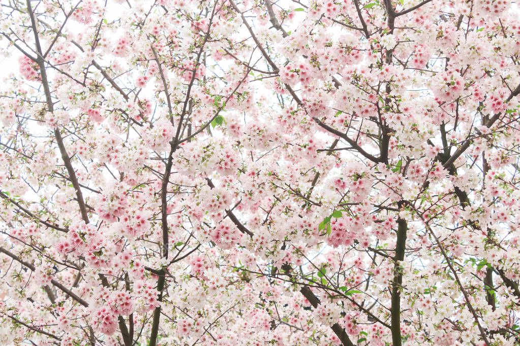 Closeup Blossom pink sakura in the Tianyuan Temple,Taiwan