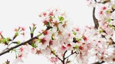 Makro şube çiçeği pembe sakura ağacı