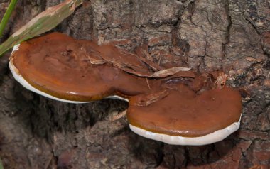 Makro güdük üzerinde kahverengi mantar zehirlenmesi