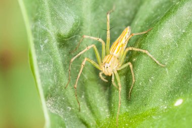 Makro yeşil atlama örümcek yaprak yeşil