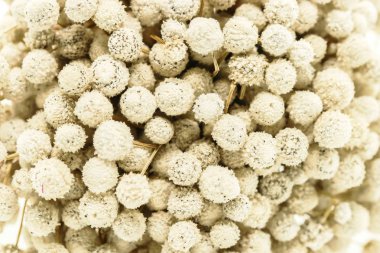 Makro kurutulmuş beyaz Eriocaulon henryanum Ruhle A demet