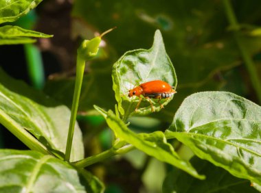 Cucurbit böceği makro'yeşil yaprak