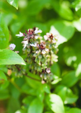 Bahçede çiçeklerle Fesleğen Yaprağı tek dalı