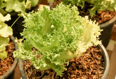 Bahçede tek taze organik marul sebze