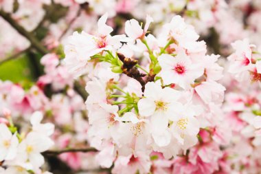 Tek grup çiçeği pembe sakura bahçede