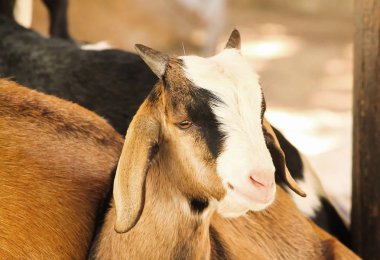 Tek küçük kahverengi yerli keçi (Capra aegagrus keçiler)