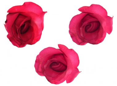 Örnek metin ile beyaz, pembe Gül arka plan