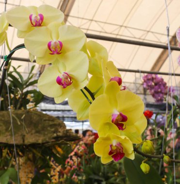 Yeşil yapraklı sarı ve pembe orkide çiçekleri