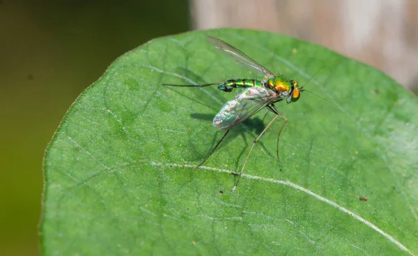 Hosszú lábú légy (Dolichopodidae) a zöld leveles — Stock Fotó