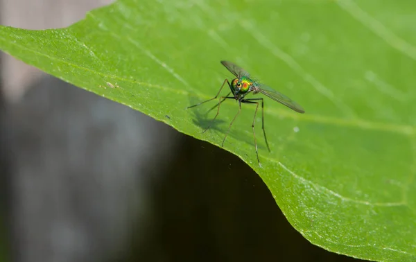 Довгі ноги Fly (Dolichopodidae) на зелений лист — стокове фото