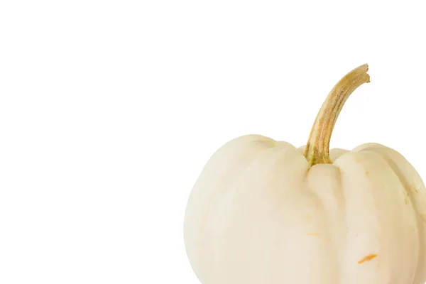 Little white pumpkin on white background — Stock Photo, Image