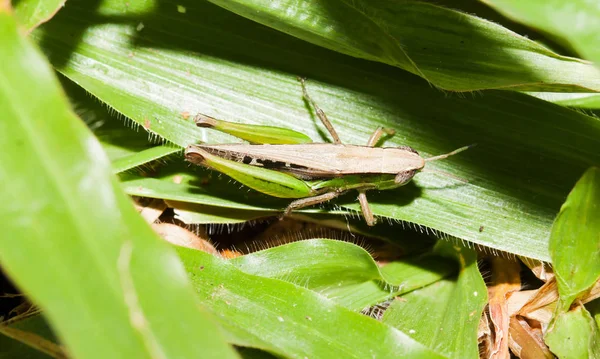 Макро Green Grasshopper на зеленой траве — стоковое фото